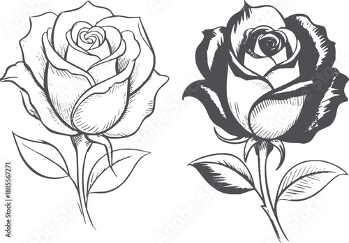 Two pencil of roses with leaves and stems shading