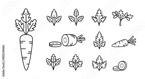 Collection of illustrated carrot icons and drawings, including whole carrots, sliced carrots, and leafy green tops, presented in a black and white line art style