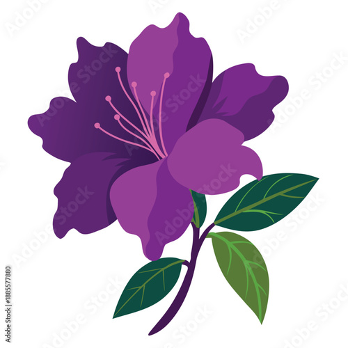 Photography azalea purple splendour silhouette vector on white