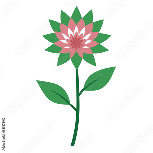 astrantia maxima vector isolated 