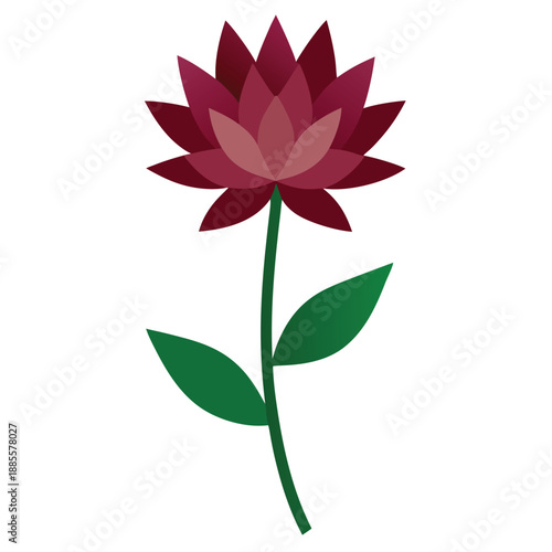 astrantia maxima on white background