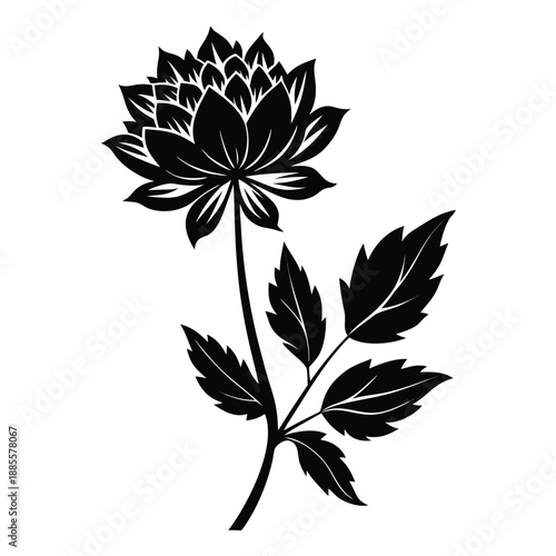 black and white astrantia major 