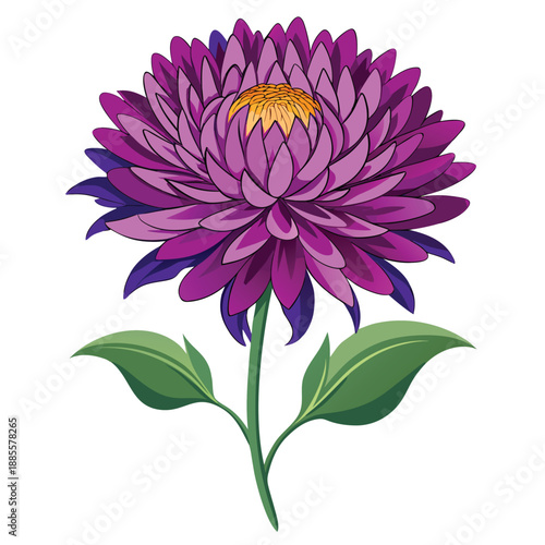 asters perennial flower vector