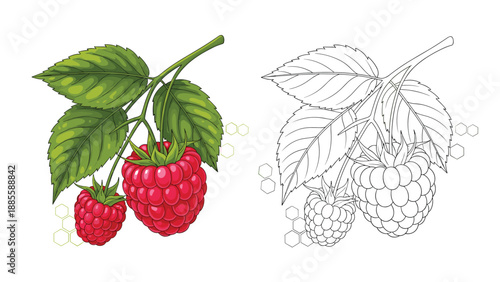Comparison illustration shows two ripe red raspberries on a branch in full color next to a detailed black and white line art version.