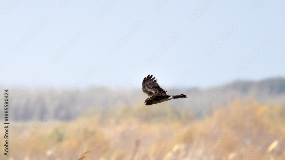Obraz premium Female Hen Harrier (Circus cyaneus) Flying Over Akrotiri Marsh