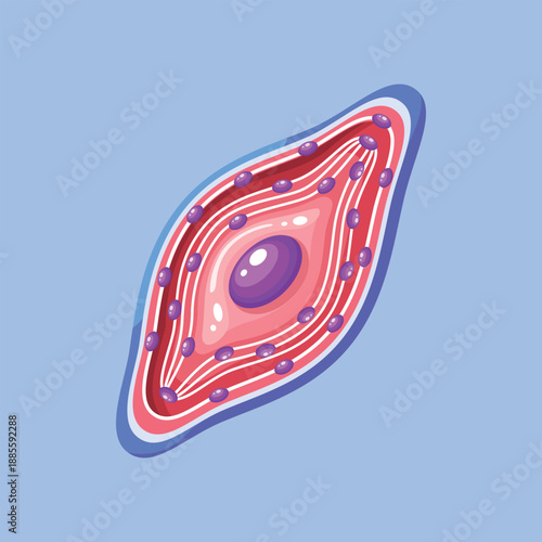 An illustration of a muscle cell showing elongated structure and internal components for anatomy and medical learning purposes.