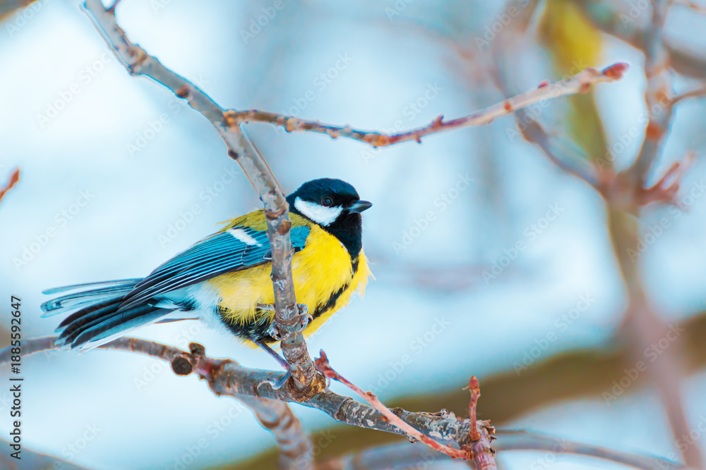 Obraz premium A titmouse perched on a branch in a snowy winter park.