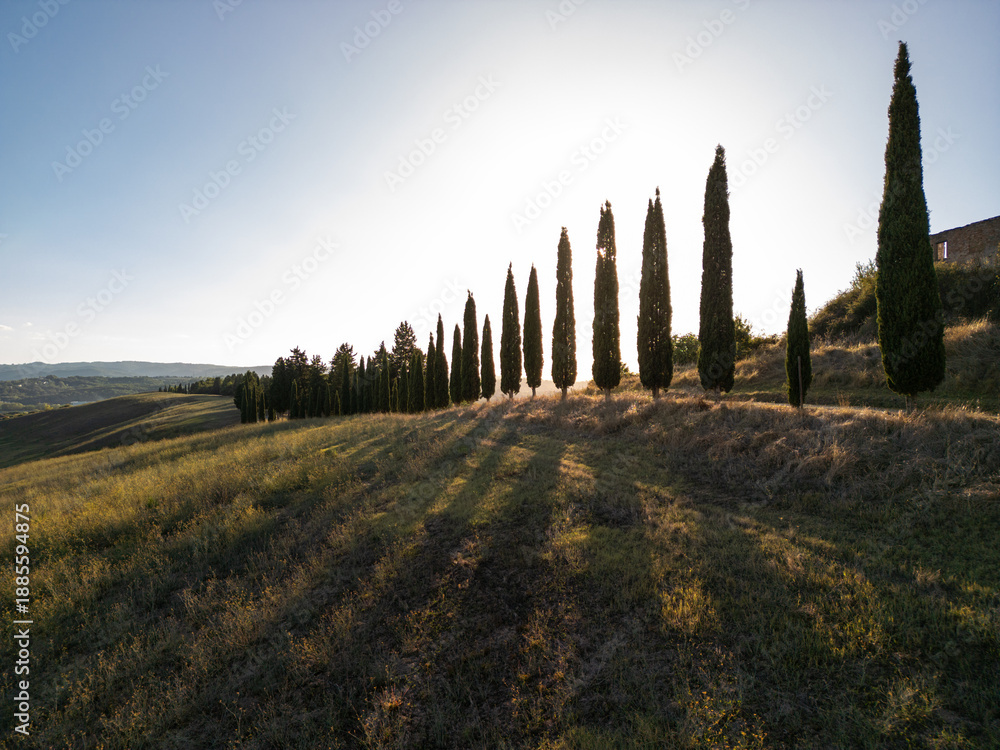 Fototapeta premium Sunlit cypress trees casting long shadows on a rolling hillside landscape at sunset. Italy Tuscany