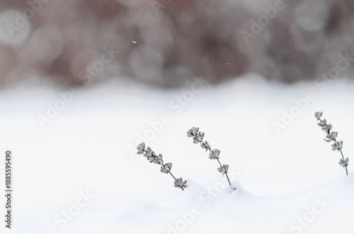 Photography Lavender shoots under snow, winter hardiness and natural minimalism