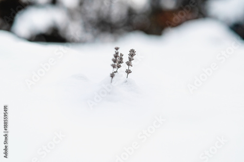 Photography Lavender shoots under snow, winter hardiness and natural minimalism