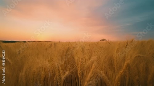 Golden wheat field at sunset under colorful sky.