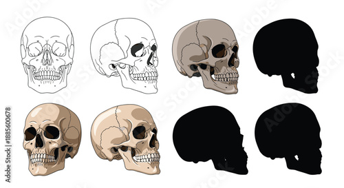 Set of human skull illustrations provides various artistic styles including outline shaded and silhouette for diverse use.