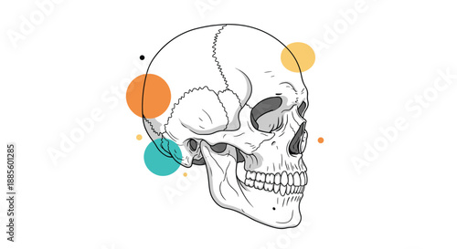 Anatomical side view illustration of a human skull decorated with colorful abstract circles on a plain white background.