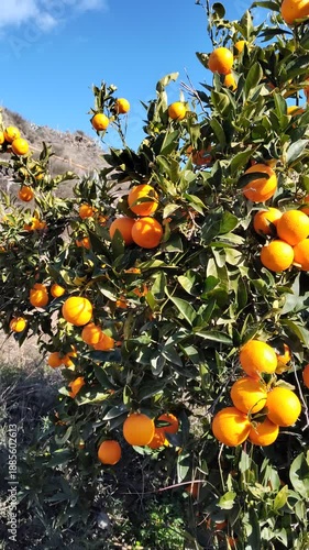 Wallpaper Mural Orange tree with ripe fruits in orchard swaying in the wind under blue sky and white clouds, close-up movement.
 Torontodigital.ca