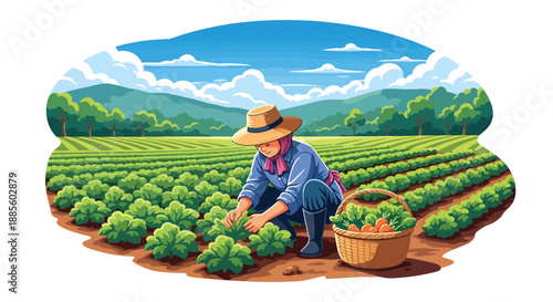 Vector illustration of an Asian farmer harvesting vegetables in a sunny field, symbolizing organic food production and daily rural agriculture life in flat vector style