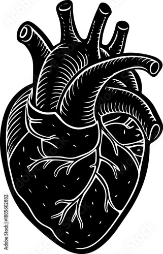 Wallpaper Mural A detailed vintage-style line art drawing of a real human heart. Torontodigital.ca