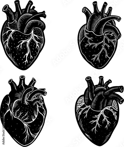 Wallpaper Mural Set of A detailed vintage-style line art drawing of a real human heart. Torontodigital.ca