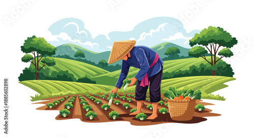 Vector illustration of an Asian farmer harvesting vegetables in a sunny field, symbolizing organic food production and daily rural agriculture life in flat vector style