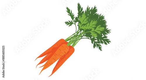 Bunch of fresh orange carrots with their green leafy tops still attached shown against a clean white background.