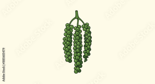Bunch of fresh green peppercorns hanging from a stem in a detailed botanical illustration on a light background.