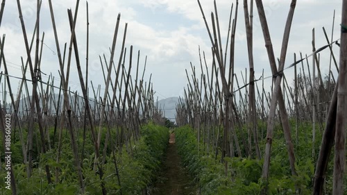 A white bird takes off from the ground between tomato rows, while supported plants grow upward and repeating rows extend across the cultivated plantation. Living habitat.