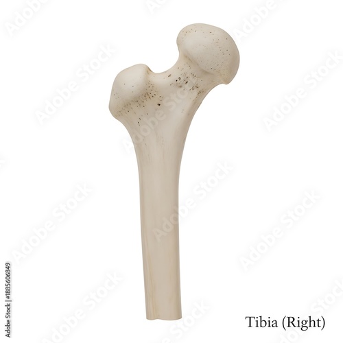 Right tibia bone posterior view isolated on white background medical human anatomy