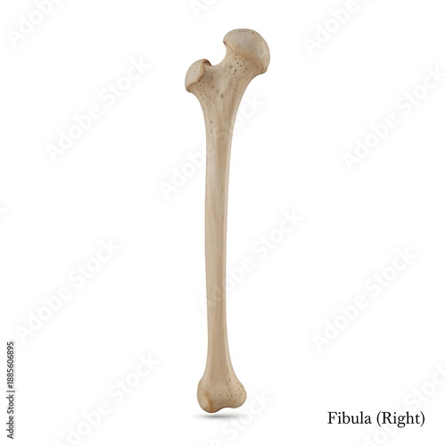 Anatomical model of right human femur bone isolated on white background for medical study