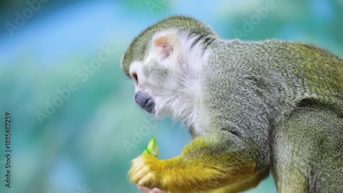 Saimiri sciureus eats while holding food in hand. Squirrel saimiri in slow motion.