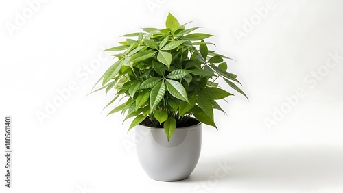 A vibrant money tree plant with verdant foliage in a sleek grey planter on a clean white surface