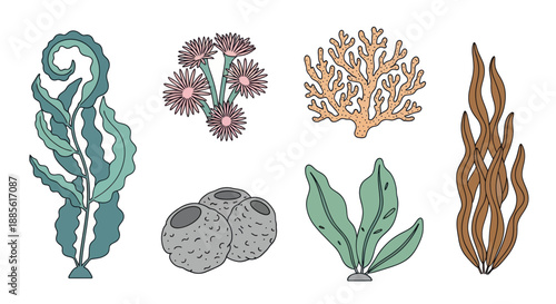 Collection of colorful illustrations of marine flora and fauna.