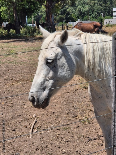 White horse head profile in sunny outdoor paddock behind fence