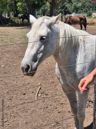 White flea bitten grey horse side profile in farm paddock