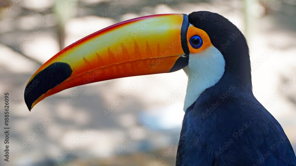 Fototapeta premium Toucan Tropical Exotic Bird from the Rainforest