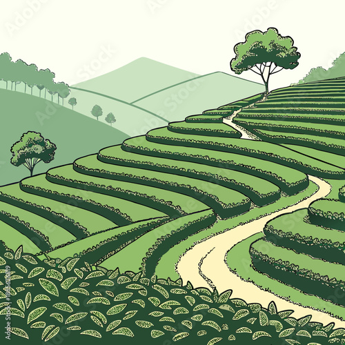 Beautifully layered terraced tea garden landscape, designed with stepped vector elements for a serene, green vista.
