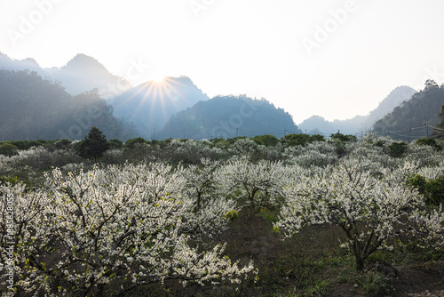 Plum blossom forest in Moc Chau, Vietnam, covered in pure white flowers glowing softly under the gentle morning sunlight, creating a serene and dreamlike spring landscape.