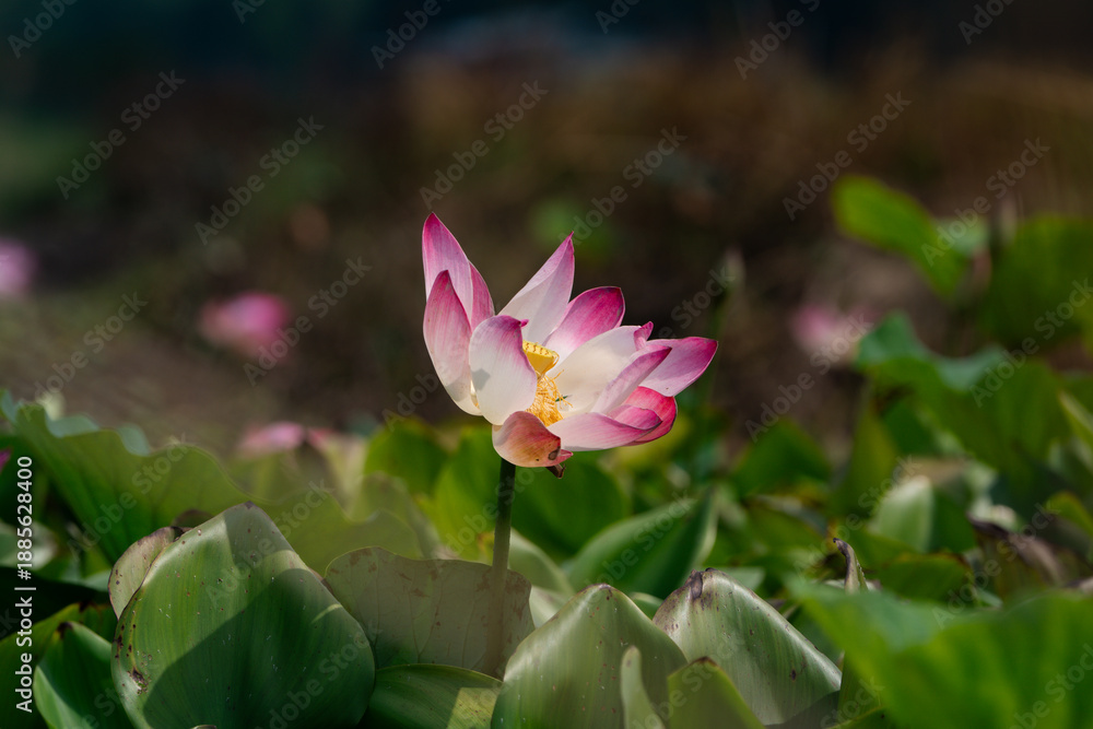Fototapeta premium Pink lotus flower blooming among green leaves in a natural pond.