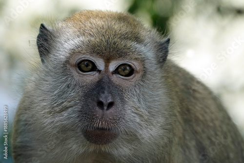Obraz na płótnie Singe macaque dans la vieille ville de Malacca