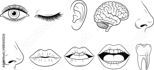 Human sensory organ icon set with eyes, ears, nose, mouth, brain, vector illustration, editable design, isolated anatomy symbols