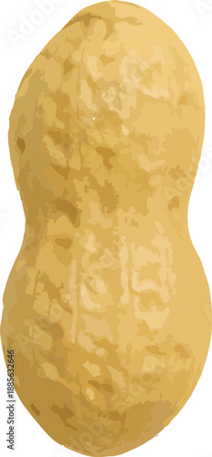 Single Peanut in Shell on White Background peanuts