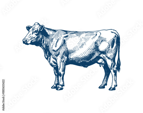 A hand-drawn illustration of a cow in profile, showcasing its form and texture with fine lines. Hand drawn engraving style vector.