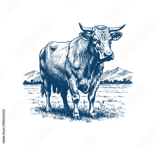 A hand-drawn illustration of a powerful bull with prominent horns and a muscular build, standing in a grassy pasture. Hand drawn engraving style vector.