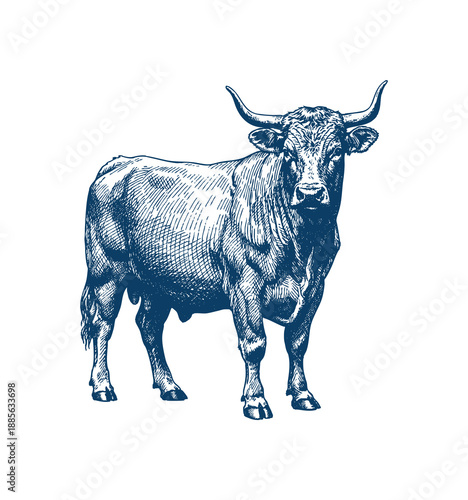 A detailed, vintage-style engraving of a muscular bull with large horns, rendered in a striking blue hue against a white background. Hand drawn engraving style vector.