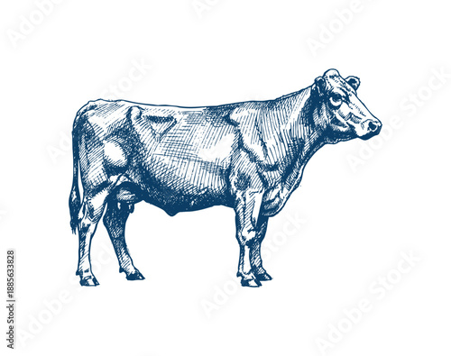 A detailed vintage engraving showcases a healthy, muscular beef cow in profile, highlighting its strong build and farm animal essence. Hand drawn engraving style vector.
