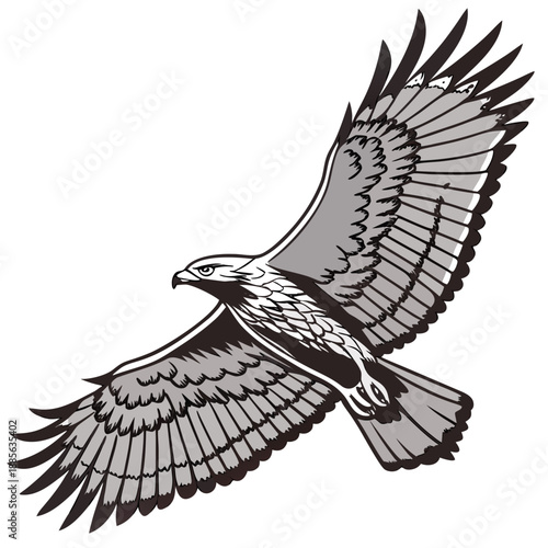 Gray and black predatory water bird in flight with wings spread