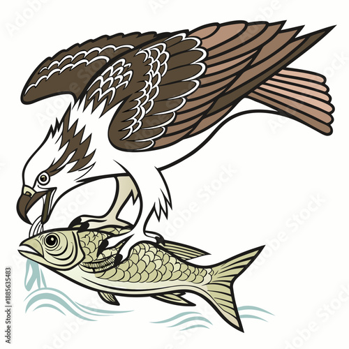 Osprey catching fish in water with brown wings and white head
