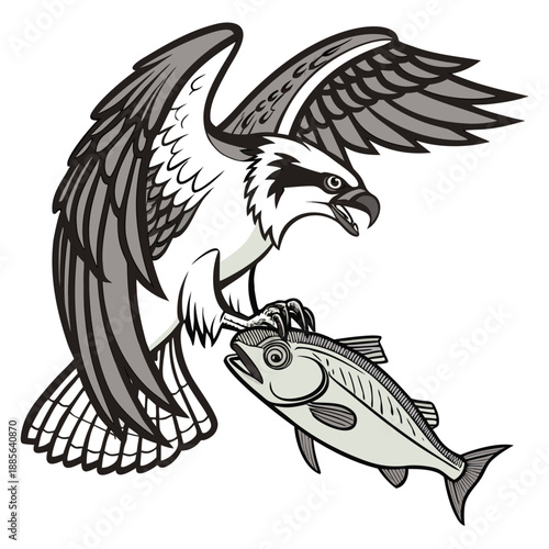 Osprey gripping fish in talons with wings spread bird