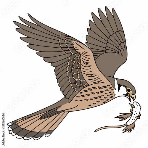 Brown bird of prey flying with white catch wings spread