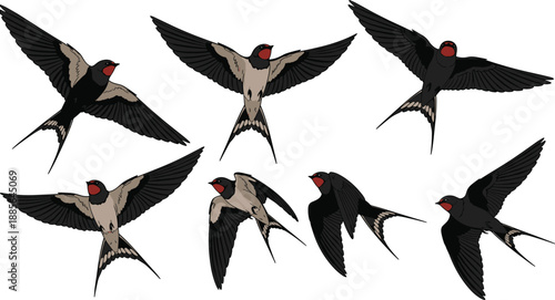 Flying swallow birds collection, detailed wing positions, red throat songbirds, natural wildlife illustration, isolated on white background, vector set