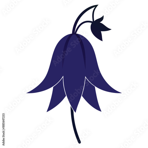 campanula punctata silhouette on white background