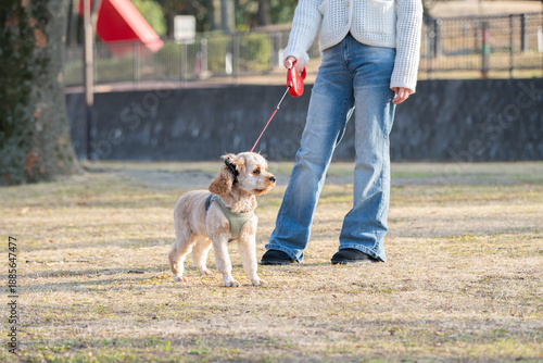 散歩する犬 © Peak River